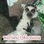 Songapsorn_