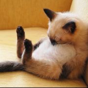kittipat.s