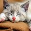 sukit1141